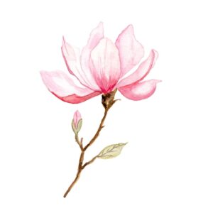 Carte Magnolia