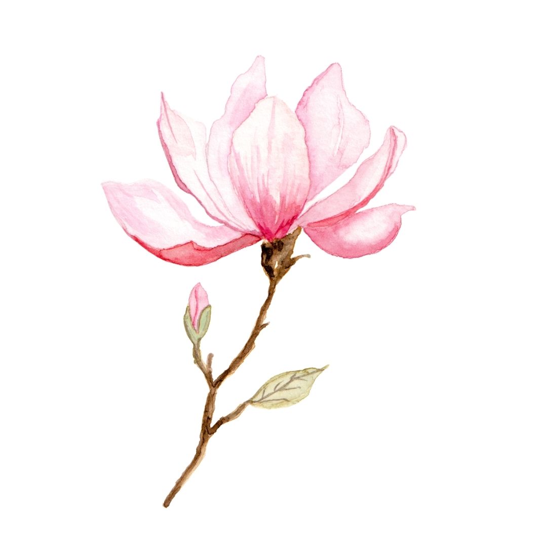 Carte Magnolia