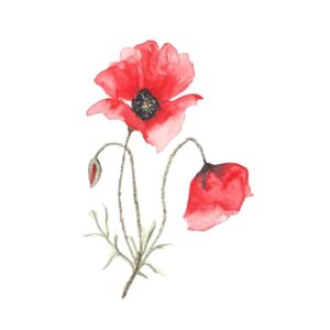 Carte Poppies